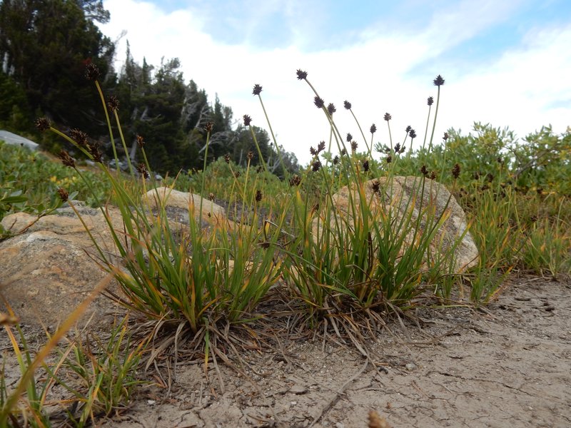 Twotipped Sedge