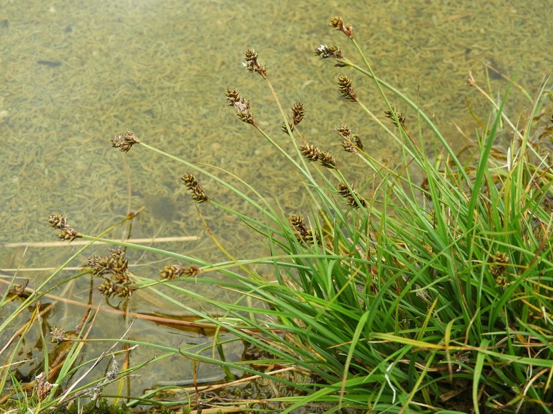 Twotipped Sedge photo 3