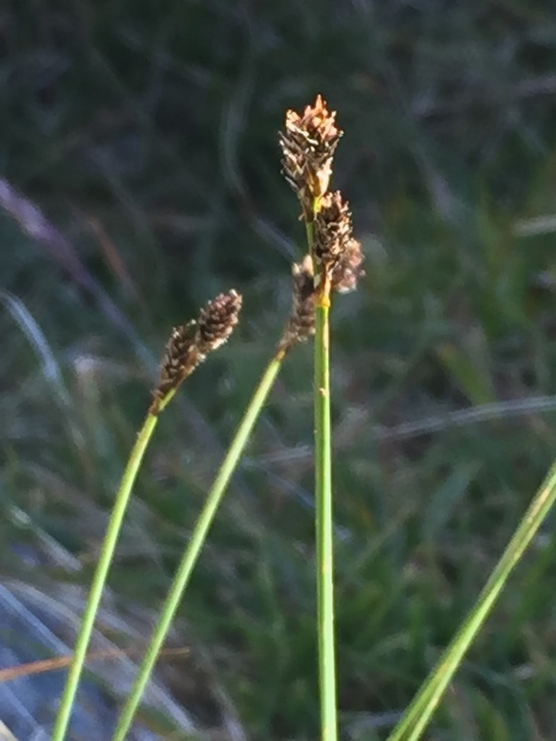 Twotipped Sedge photo 4