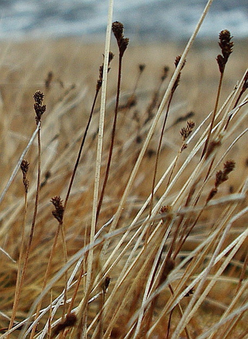 Twotipped Sedge photo 5