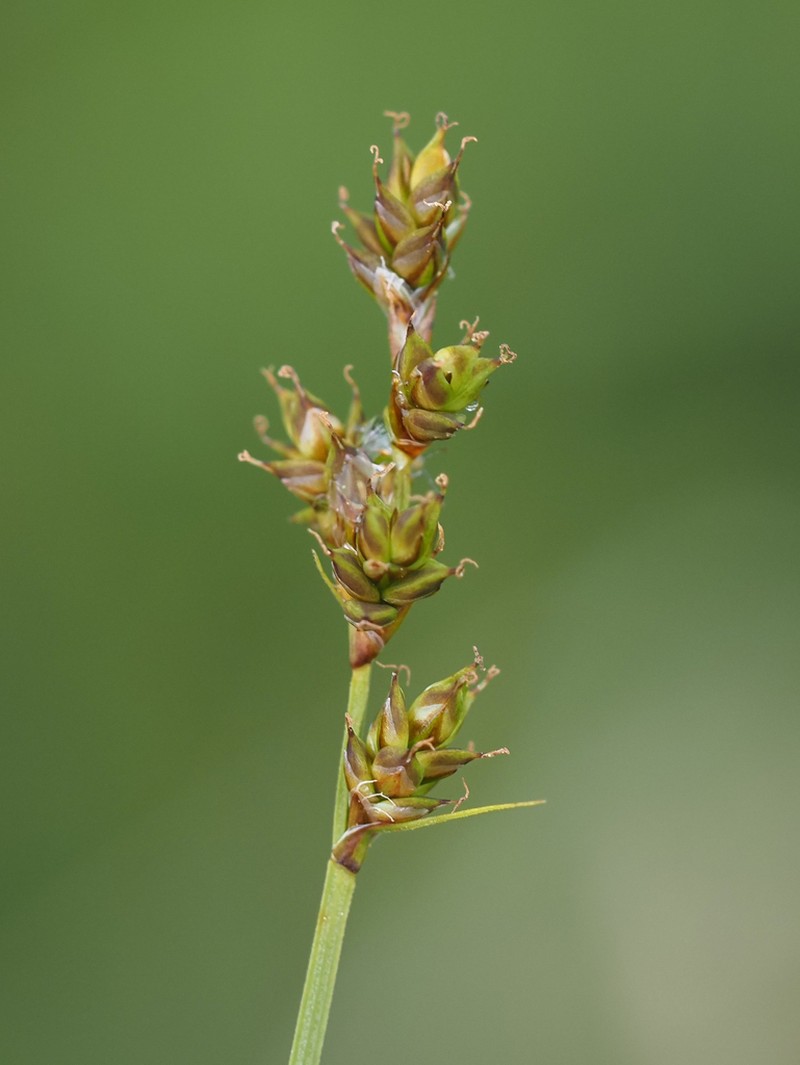 Twotipped Sedge photo 6