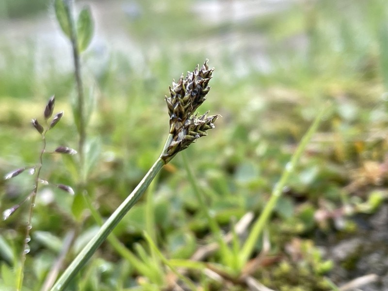 Twotipped Sedge photo 7