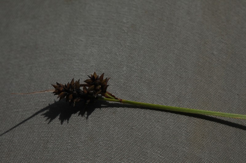 Carex lachenalii subsp. lachenalii