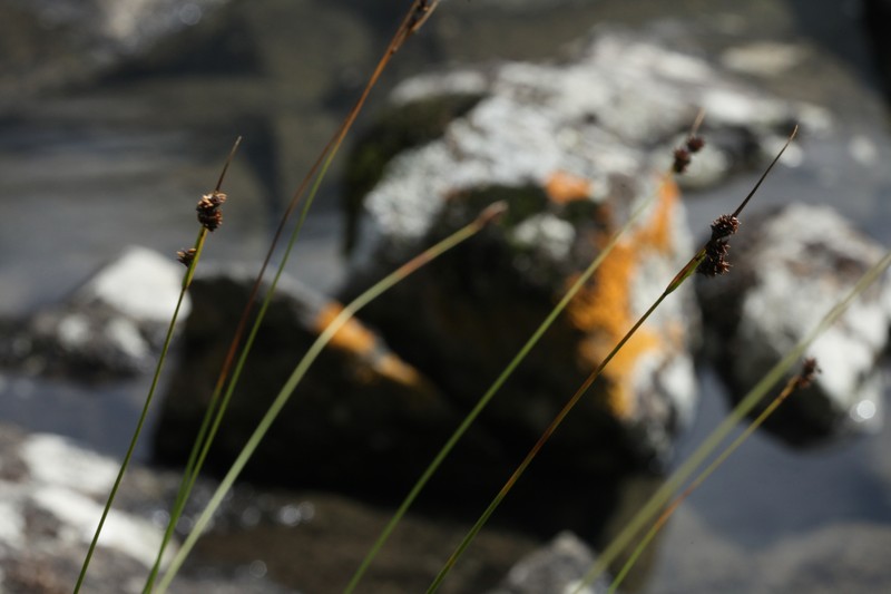 Carex lachenalii subsp. lachenalii photo 2