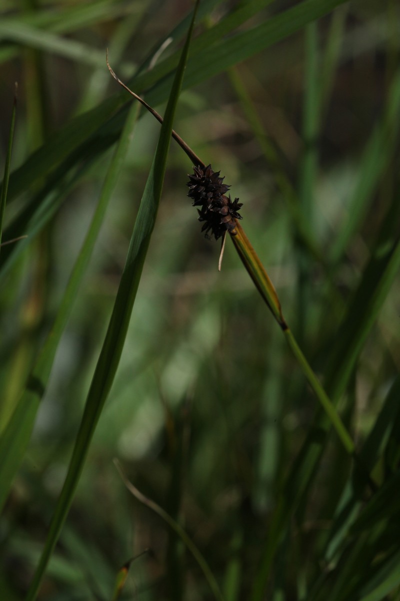 Carex lachenalii subsp. lachenalii photo 3
