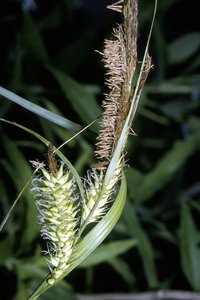 Hairy Sedge