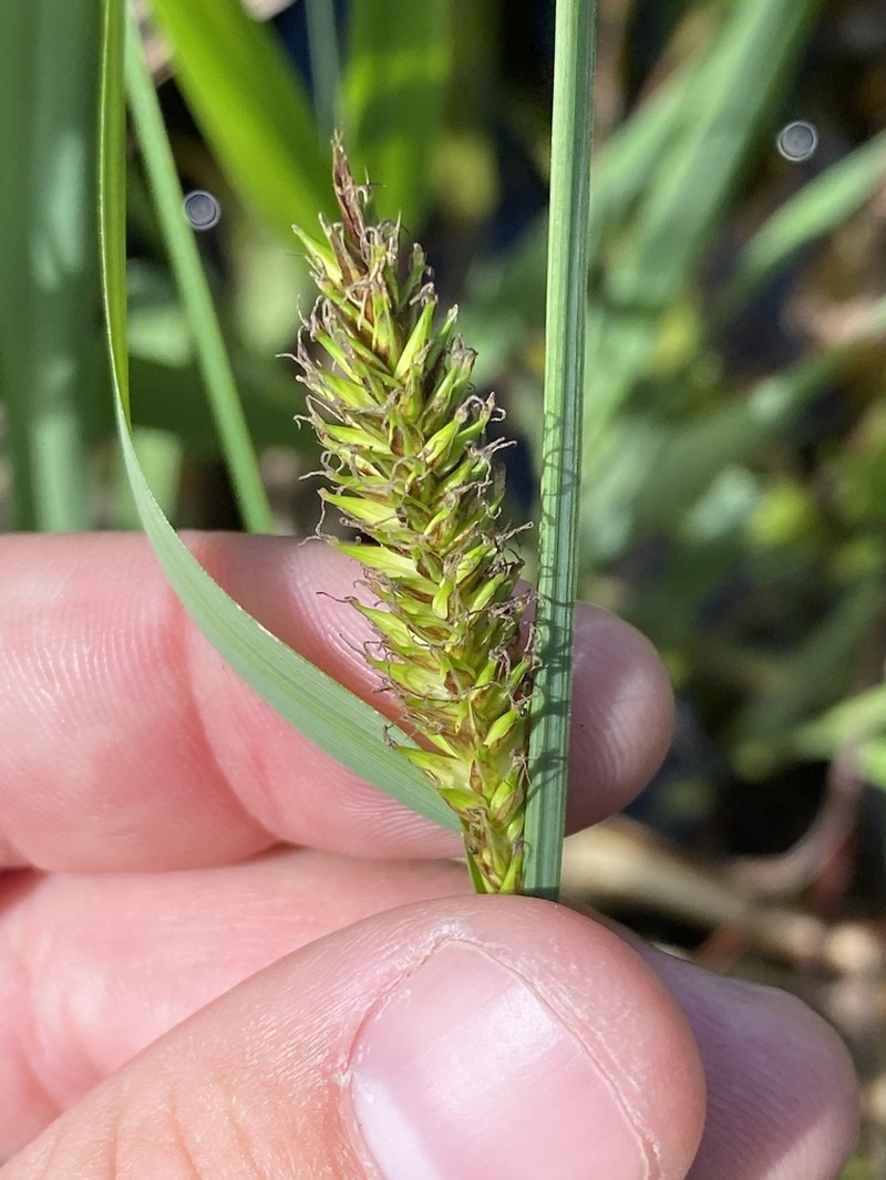 Hairy Sedge photo 2
