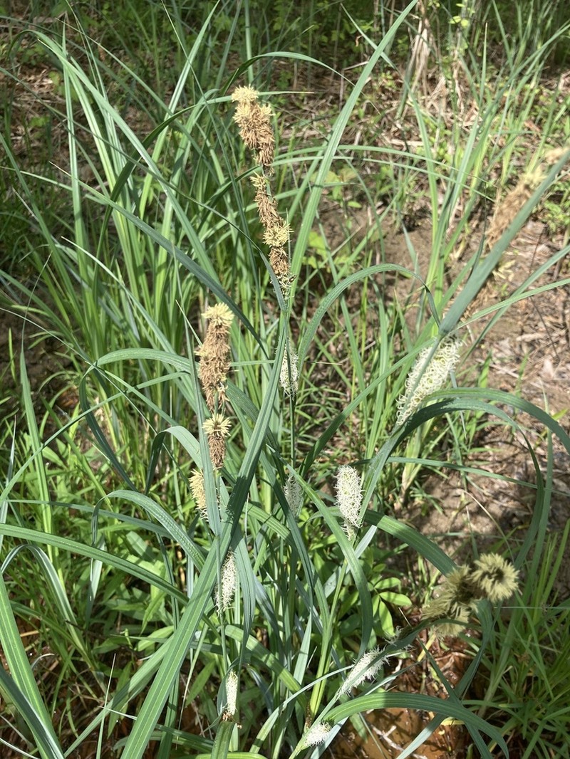 Hairy Sedge photo 3
