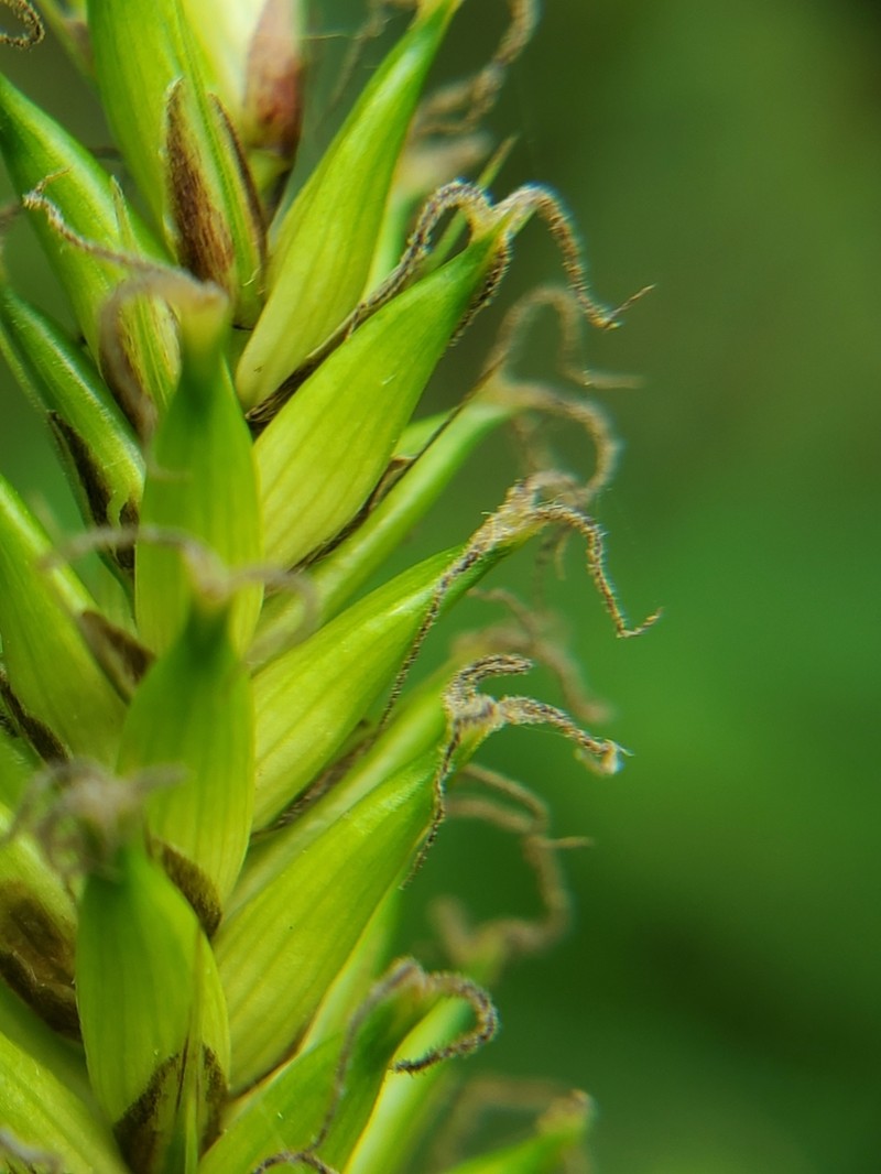 Hairy Sedge photo 4