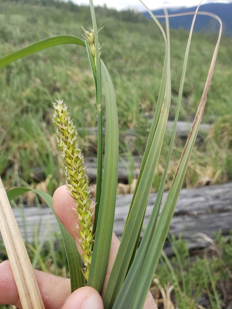 Hairy Sedge photo 5