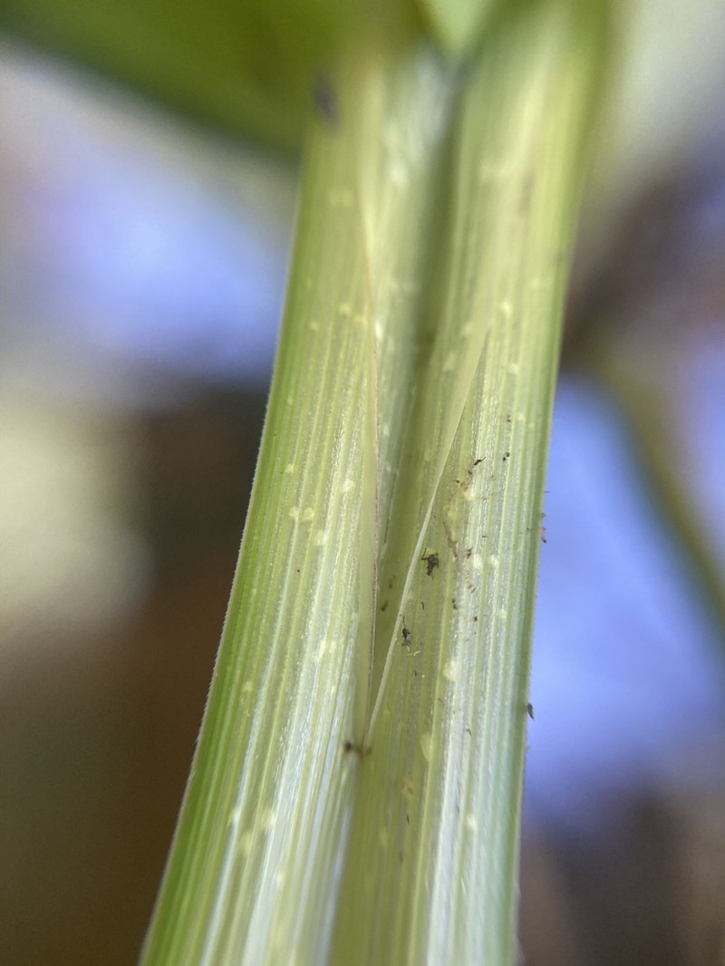 Hairy Sedge photo 6
