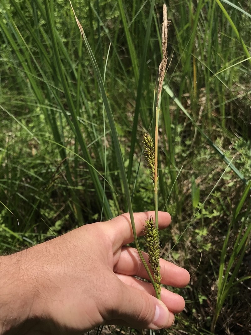 Hairy Sedge photo 7