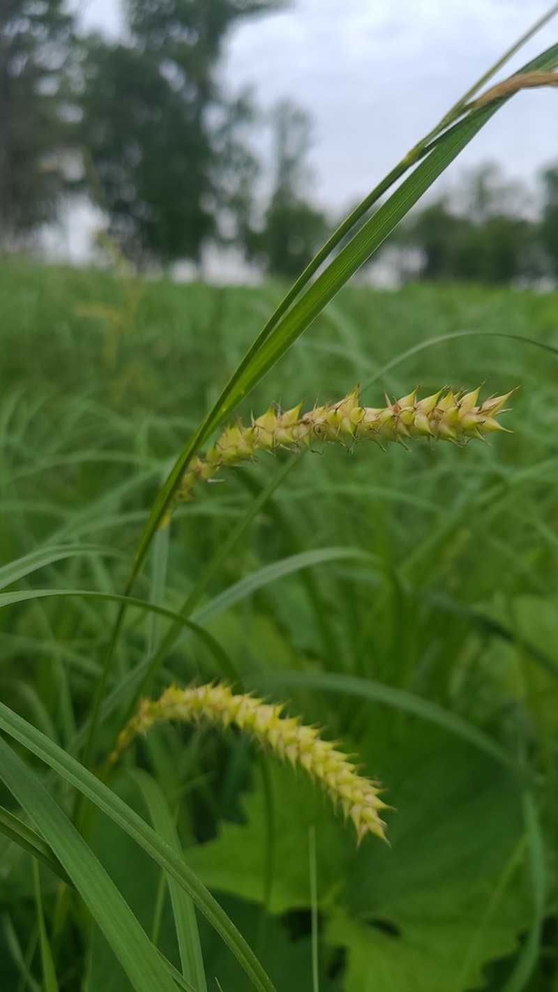 Smoothcone Sedge