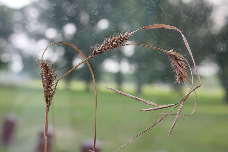 Smoothcone Sedge photo 2