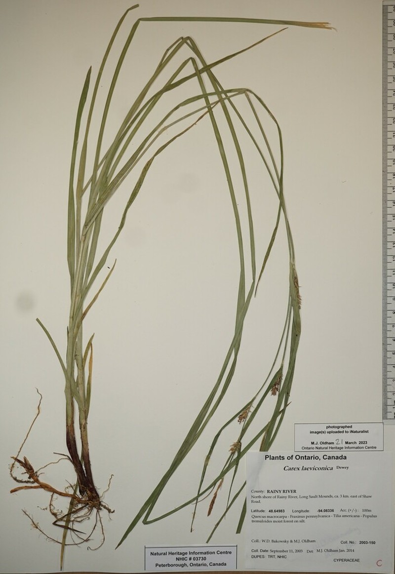 Smoothcone Sedge photo 3