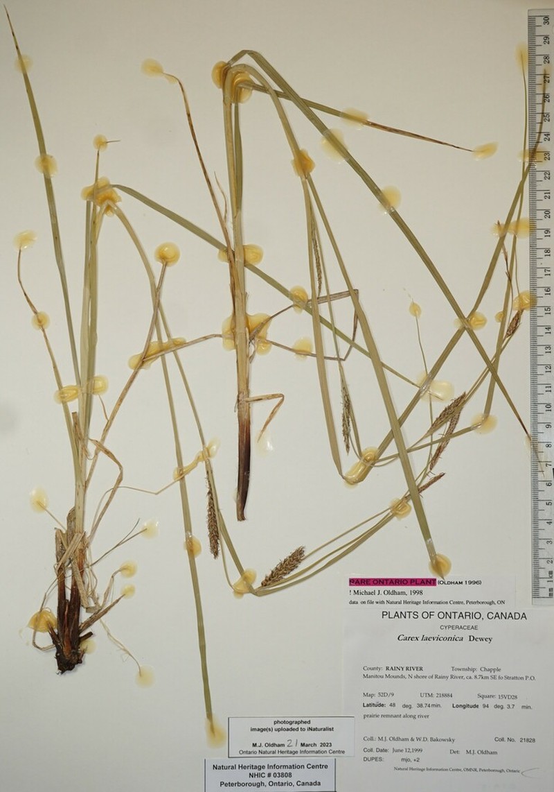 Smoothcone Sedge photo 4