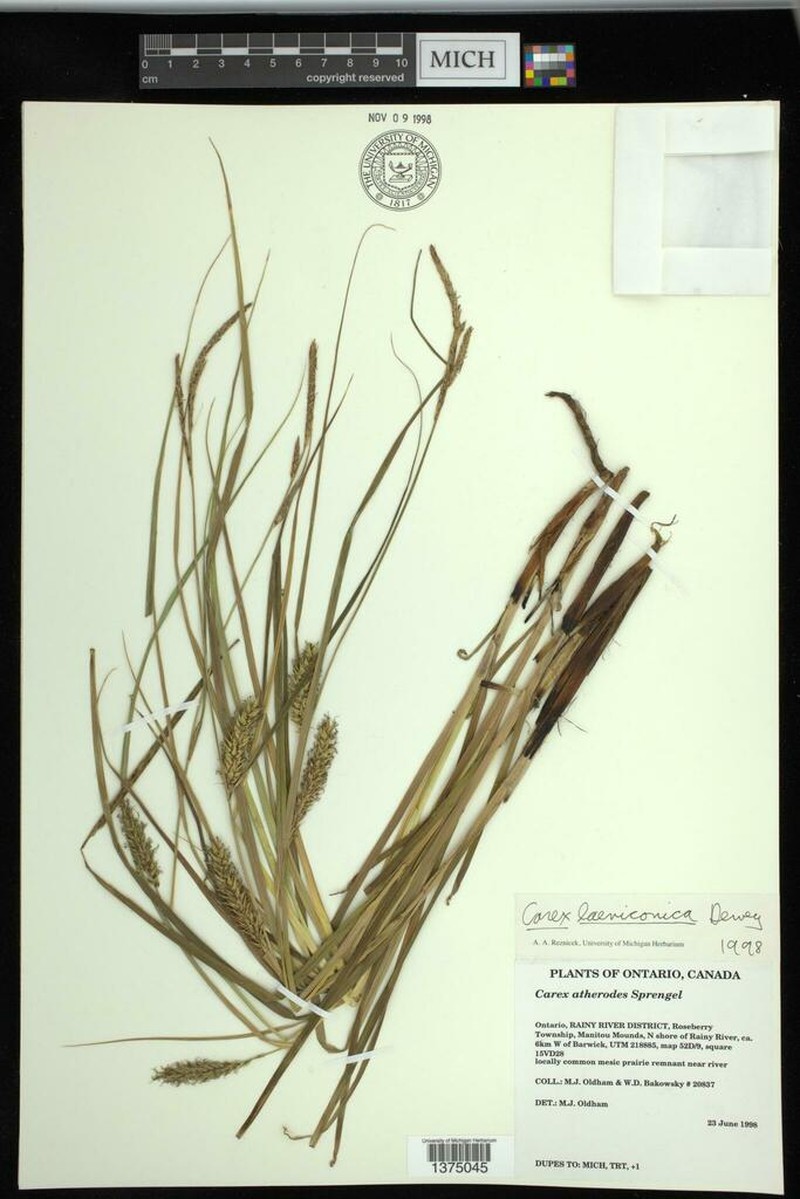 Smoothcone Sedge photo 5