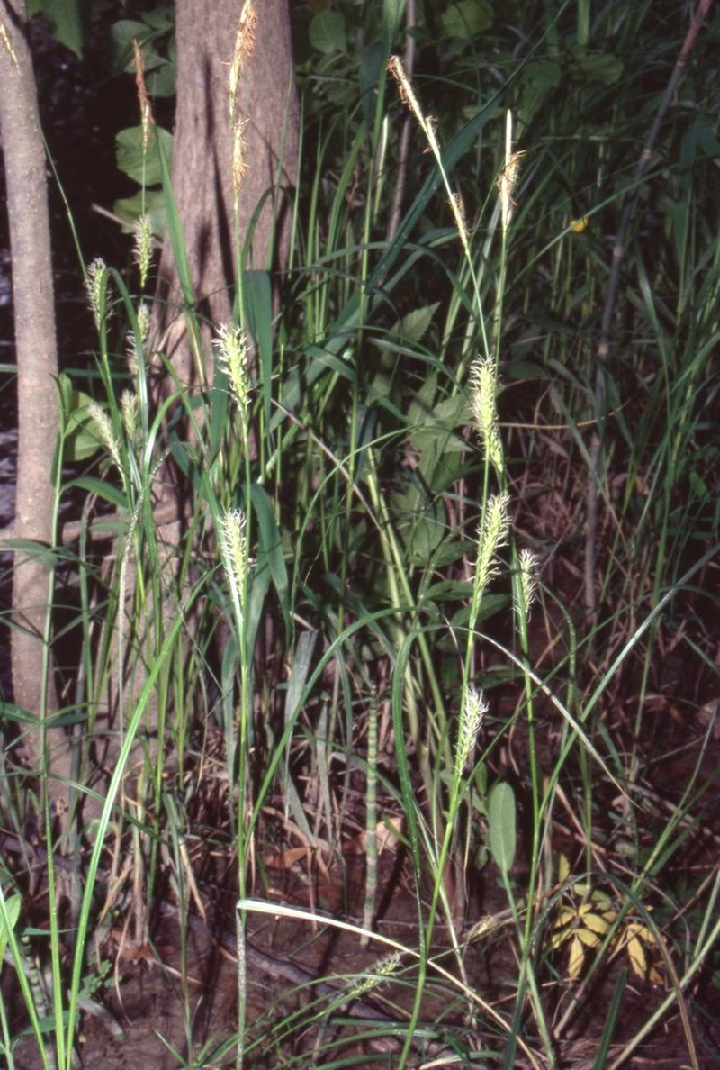 Smoothcone Sedge photo 6