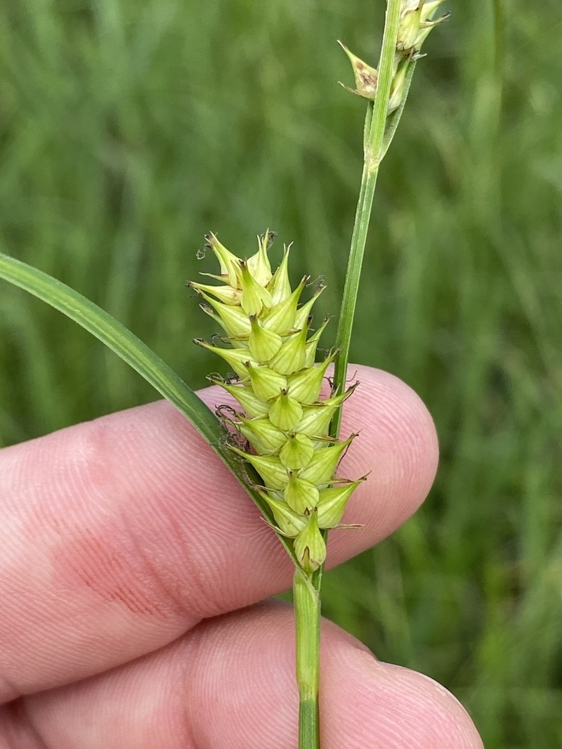 Smoothcone Sedge photo 7