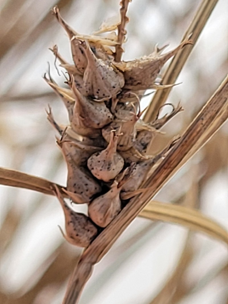 Smoothcone Sedge photo 8