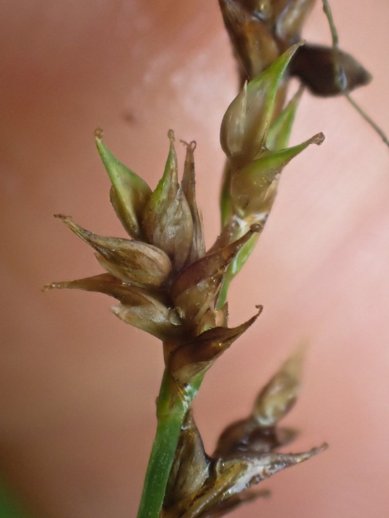 Smoothstem Sedge