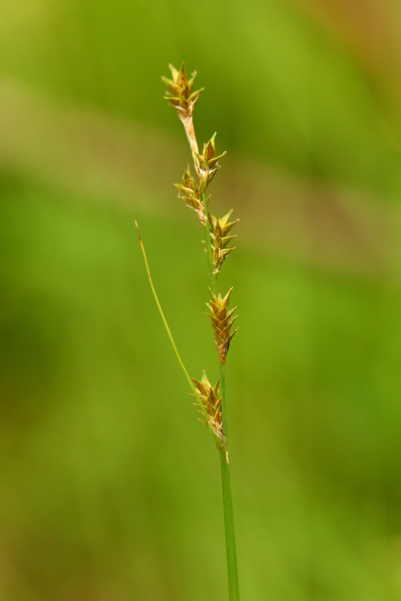 Smoothstem Sedge photo 2