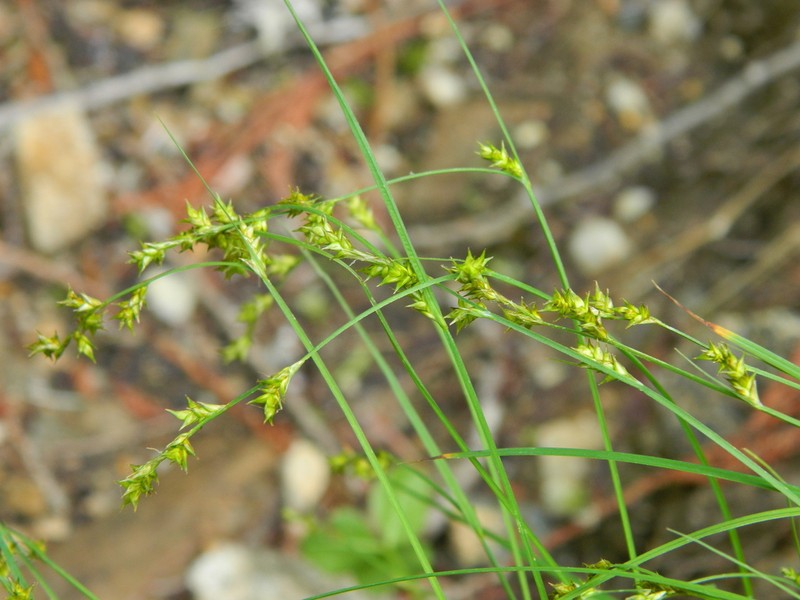 Smoothstem Sedge photo 3