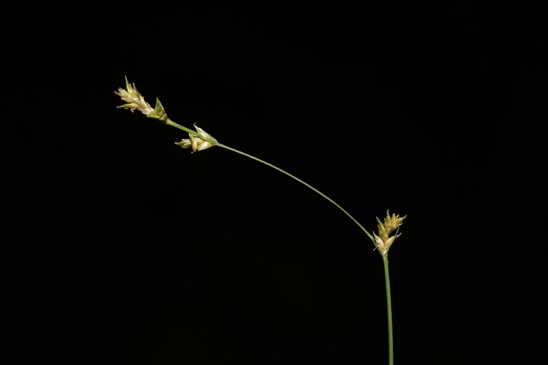 Smoothstem Sedge photo 4