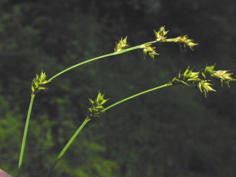 Smoothstem Sedge photo 5