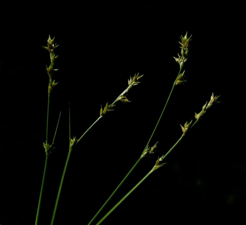 Smoothstem Sedge photo 6