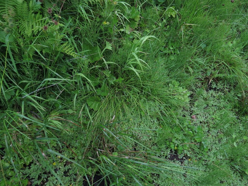 Smoothstem Sedge photo 7