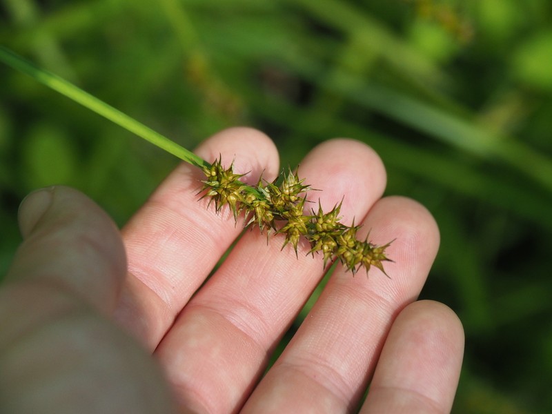 Smoothsheath Sedge photo 2