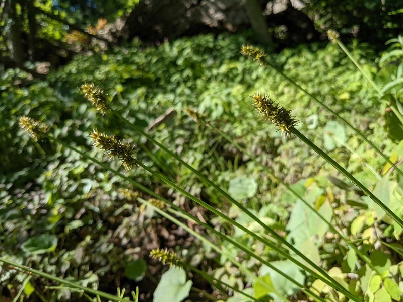 Smoothsheath Sedge photo 3