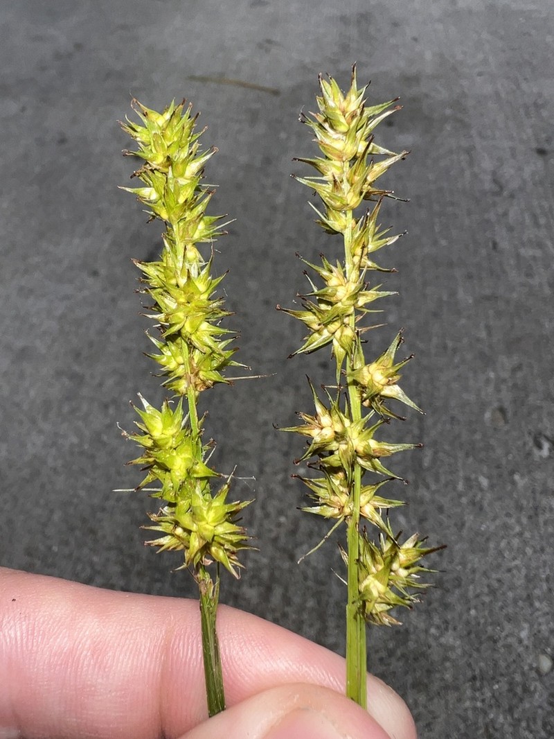 Smoothsheath Sedge photo 5