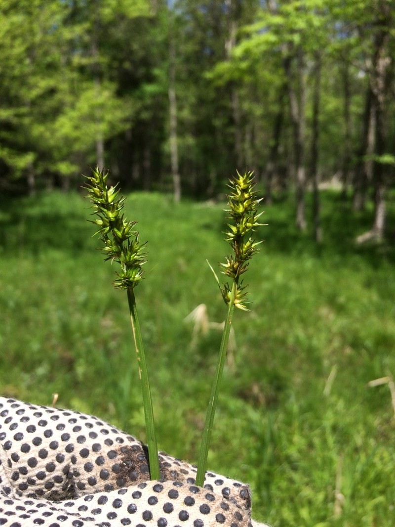 Smoothsheath Sedge photo 6