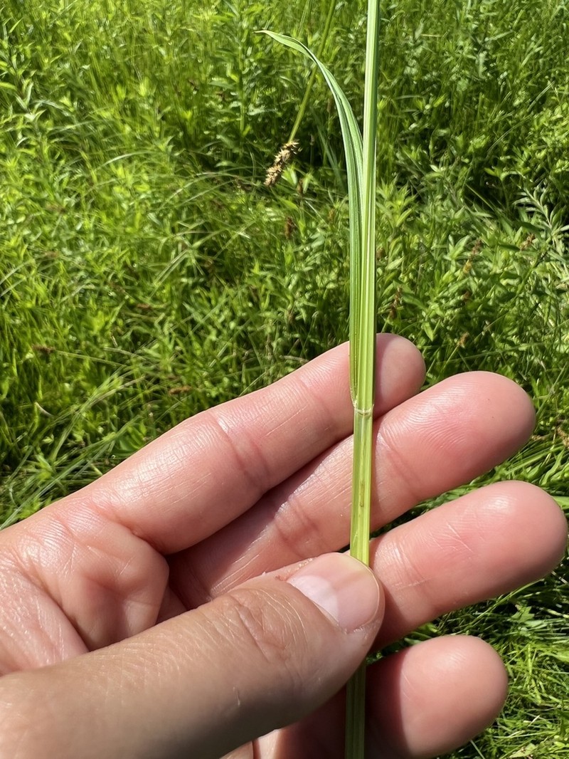 Smoothsheath Sedge photo 7