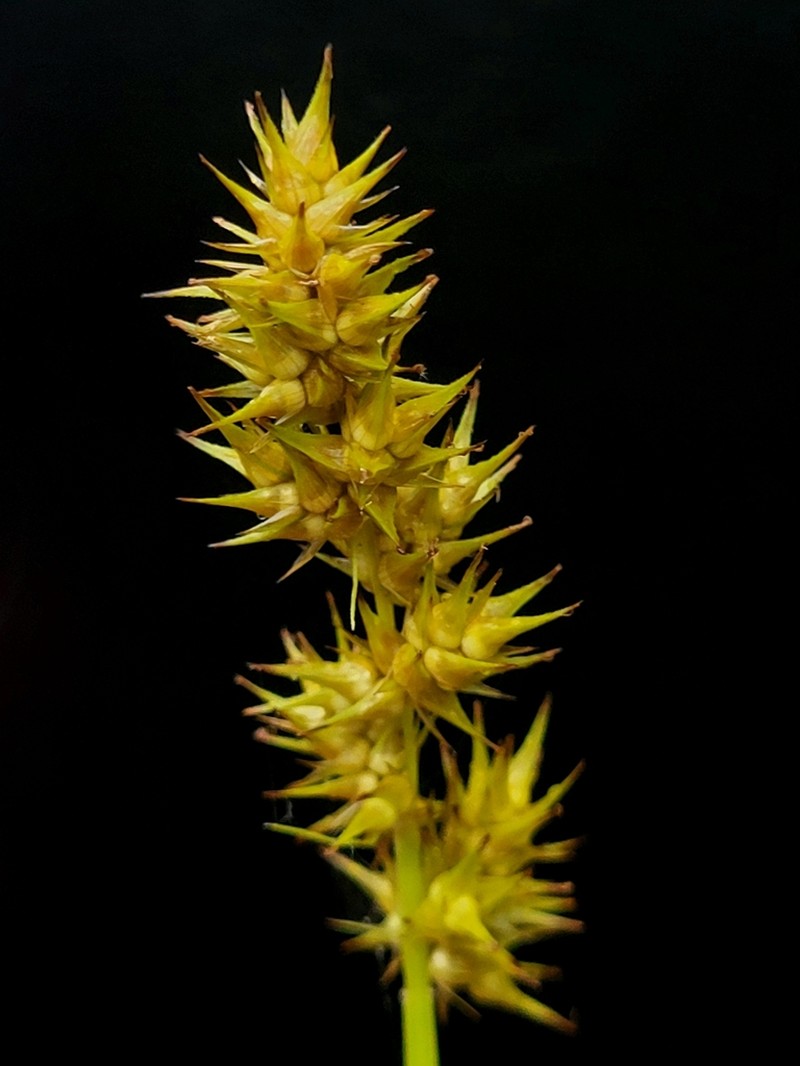 Smoothsheath Sedge photo 8