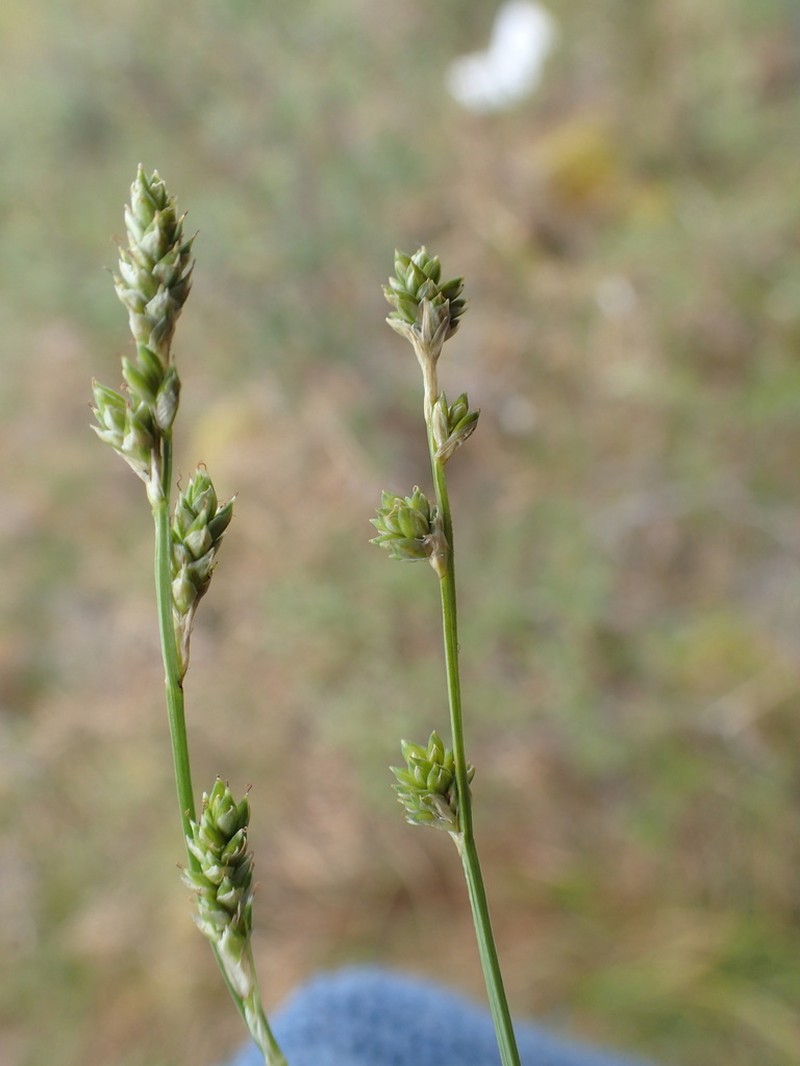 Lapland Sedge