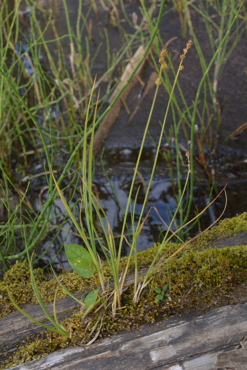 Lapland Sedge photo 2
