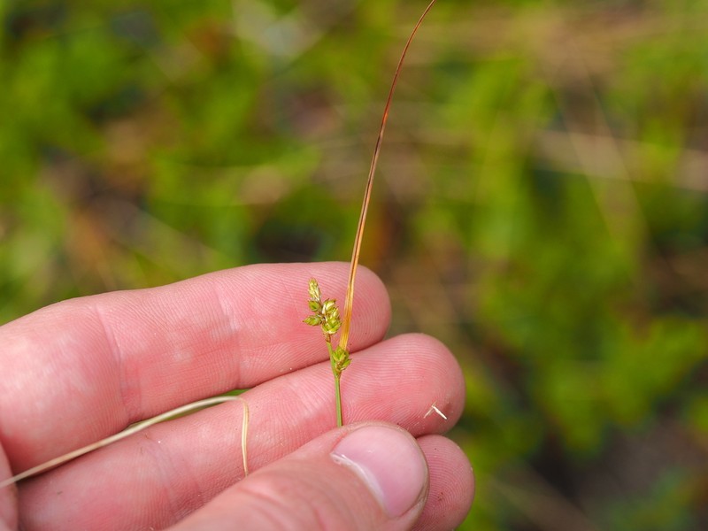 Lapland Sedge photo 3