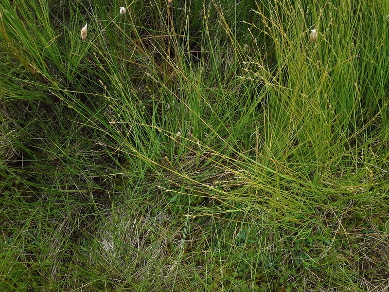 Lapland Sedge photo 4