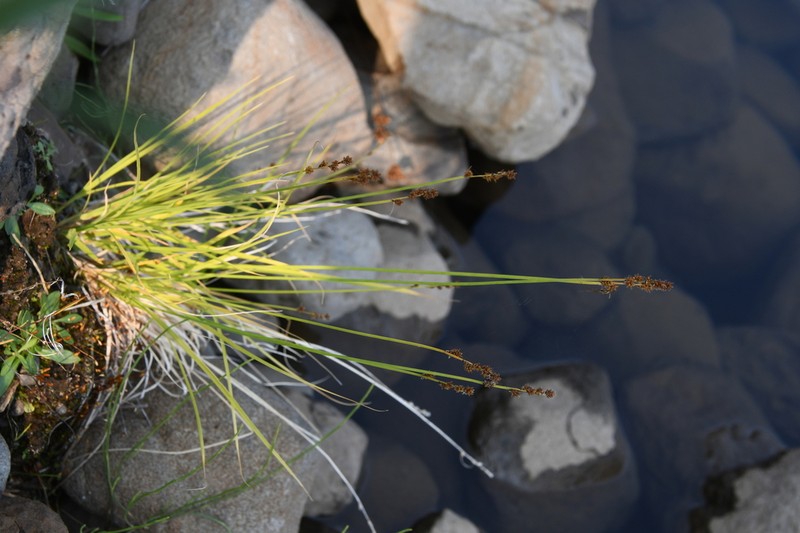 Lapland Sedge photo 5