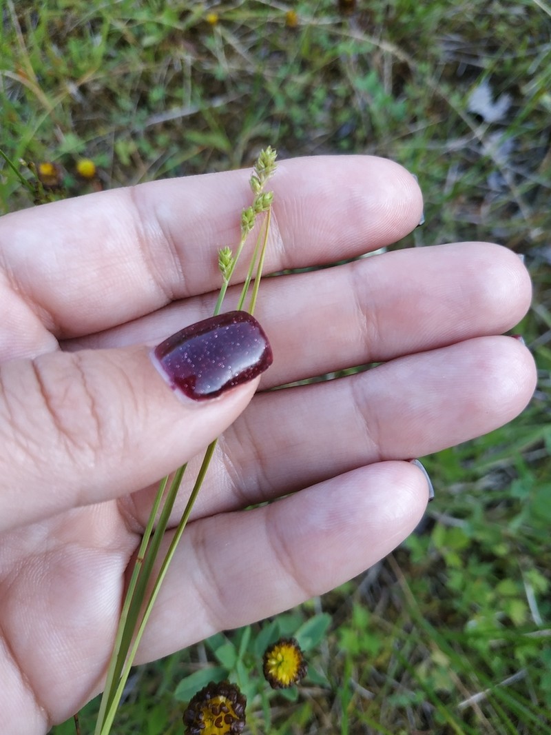 Lapland Sedge photo 6