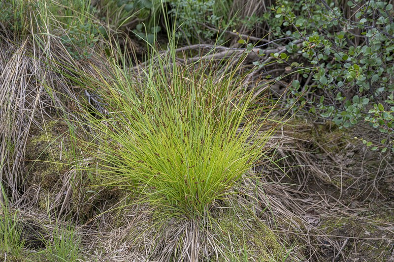 Lapland Sedge photo 7