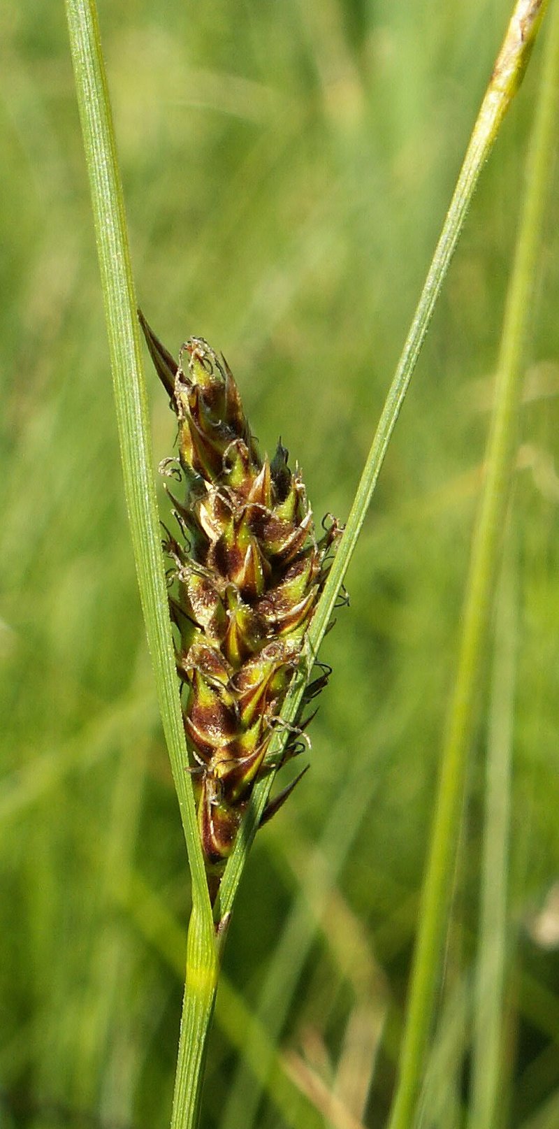 Woollyfruit Sedge