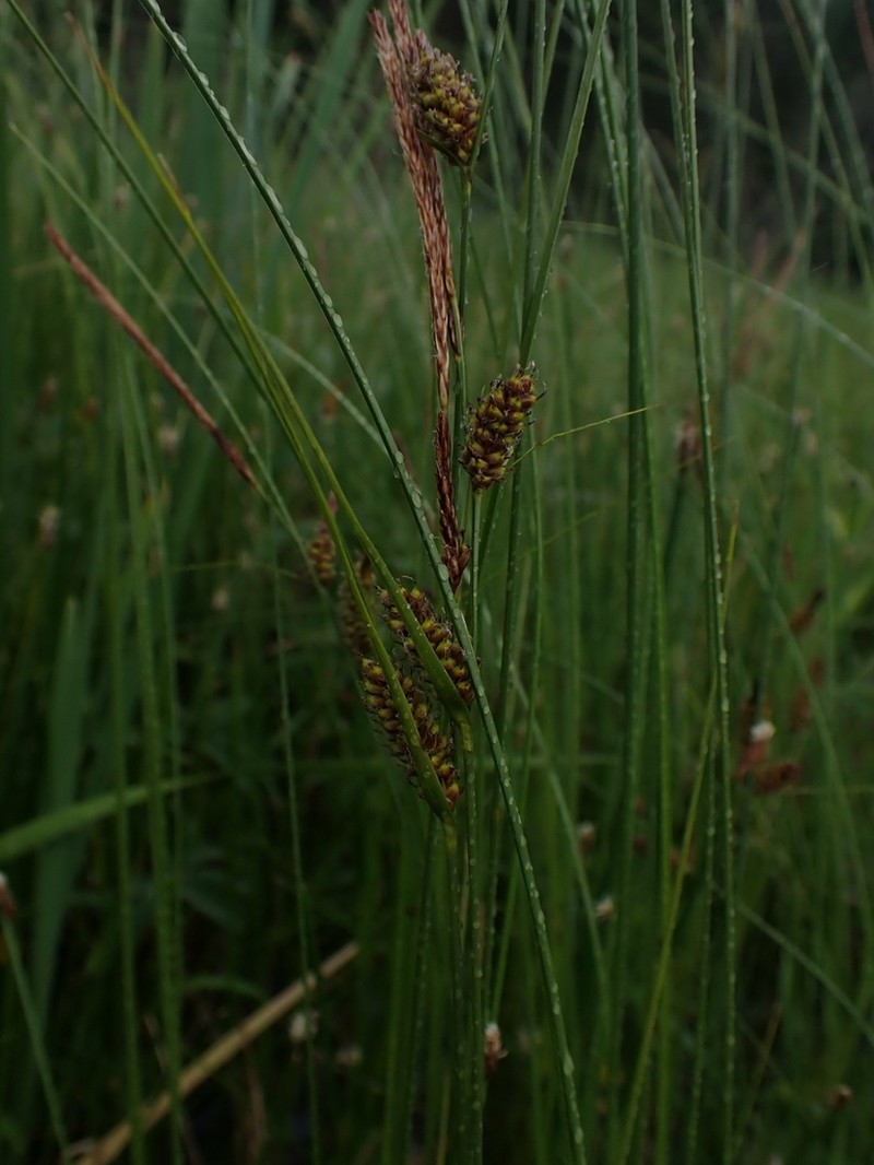 Woollyfruit Sedge photo 3