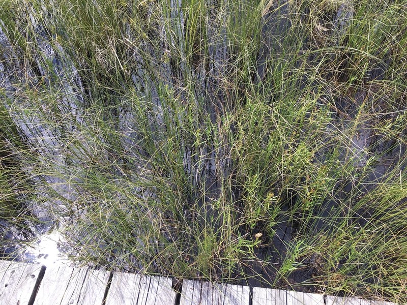 Woollyfruit Sedge photo 4
