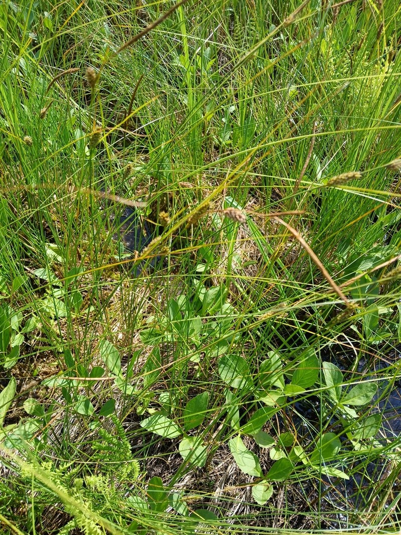 Woollyfruit Sedge photo 5
