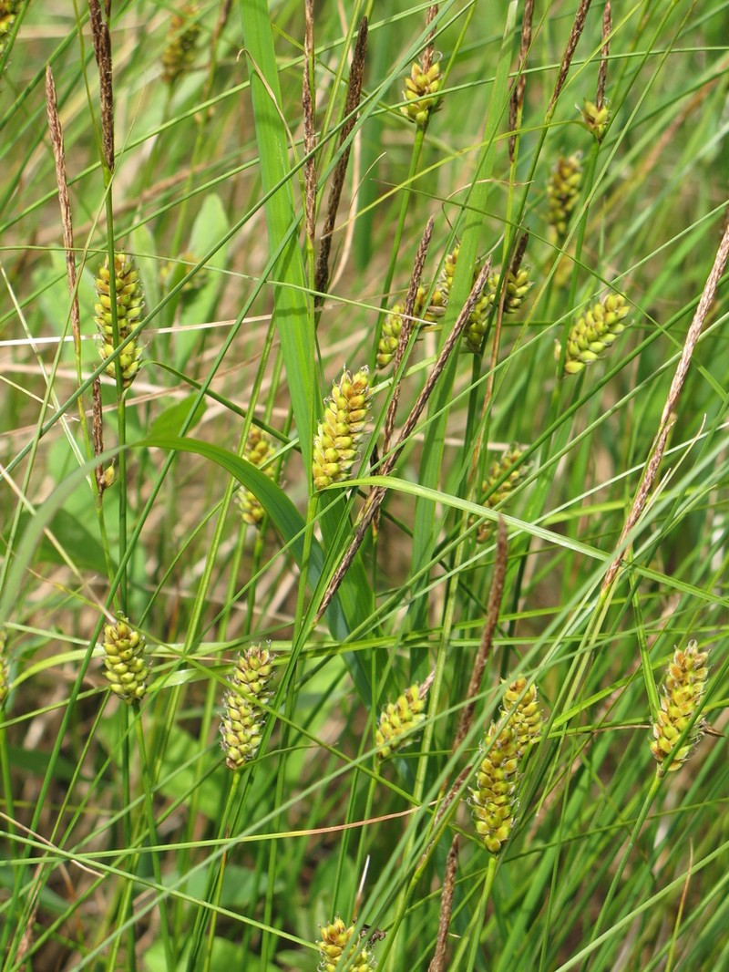 Woollyfruit Sedge photo 6