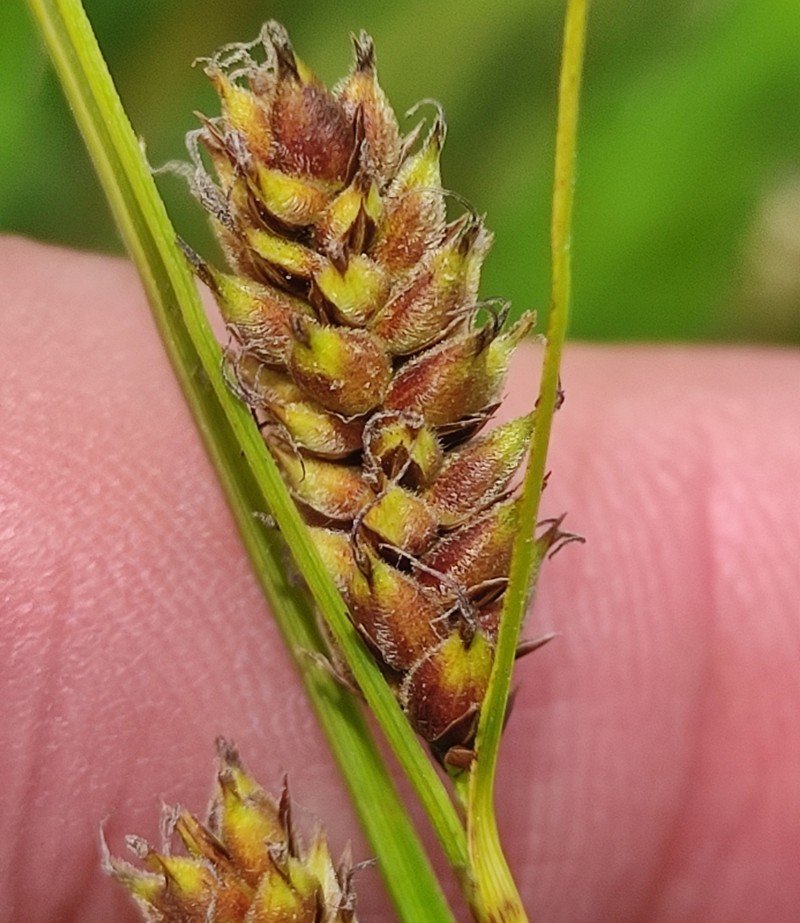 Woollyfruit Sedge photo 7